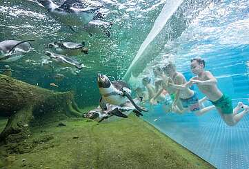 Schwimmen mit Pinguinen