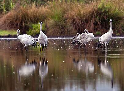 Kraniche in Sielmanns Naturlandschaft Wanninchen