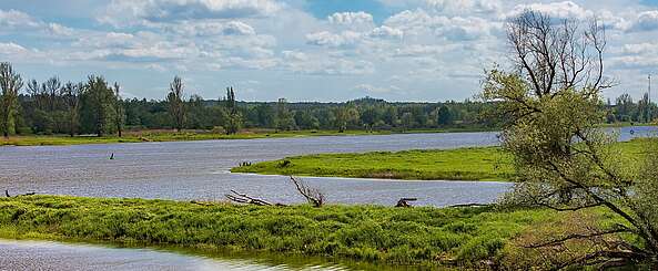 Blick auf die Wiesen im Oderbruch bei Hohenwutzen