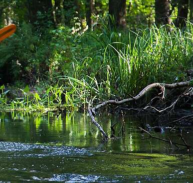 Paddeln im Spreewald