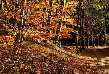 Wanderweg durch Grumsin