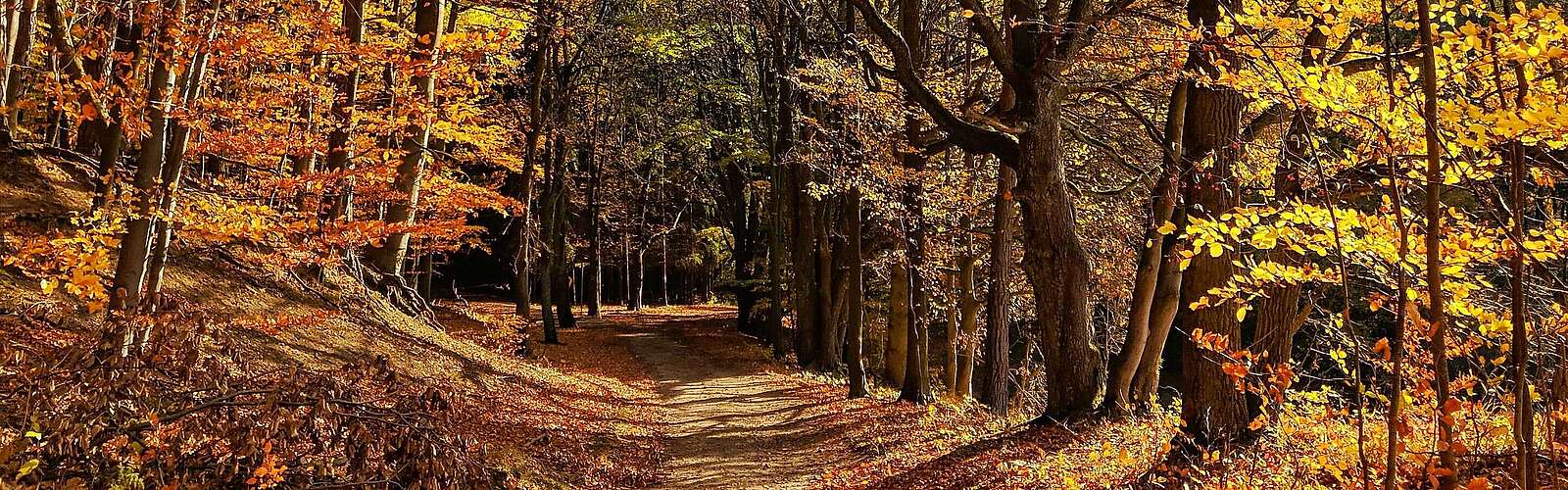 Wanderweg durch Grumsin