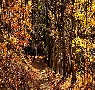 Wanderweg durch Grumsin