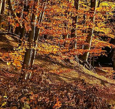Wanderweg durch Grumsin