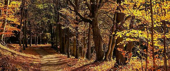 Wanderweg durch Grumsin
