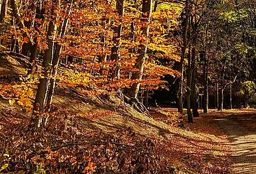 Wanderweg durch Grumsin