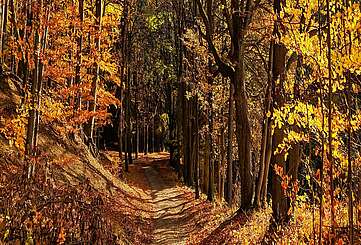 Wanderweg durch Grumsin