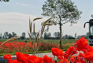 Havelbus in der Natur