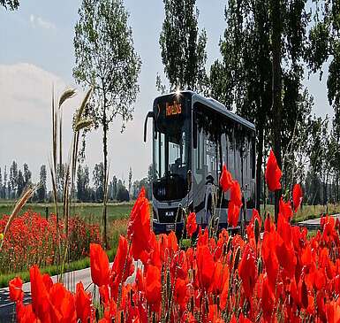 Havelbus in der Natur