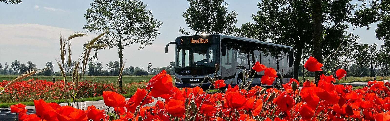 Havelbus in der Natur