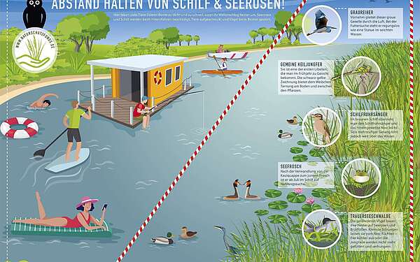 Infografik der Naturwacht - Abstand halten von Schilf und Seerosen