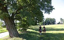 Reiten