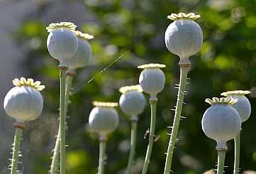 Mohnknospen