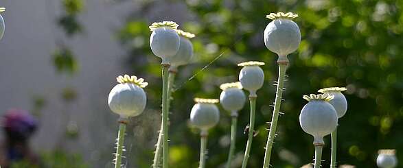 Mohnknospen
