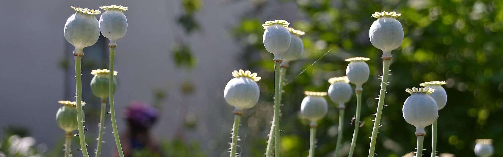 Mohnknospen