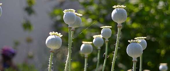 Mohnknospen