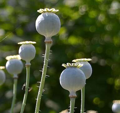 Medizin aus Blüten und Blättern aus dem Havelland in Branden