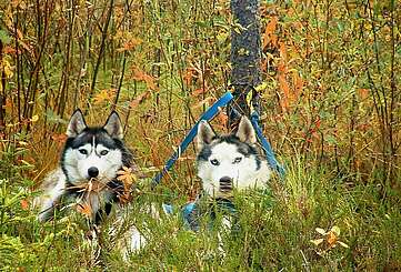 Wandern mit Huskies