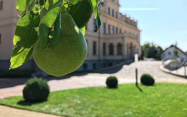 Birnenbaum am Schloss Ribbeck