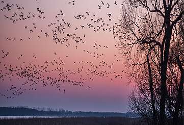 Vogelzug bei Sonnenuntergang