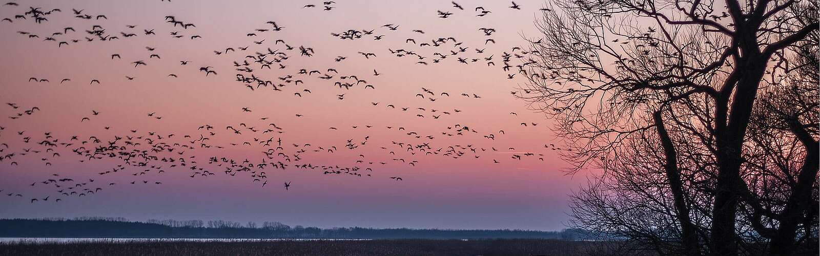 Vogelzug bei Sonnenuntergang