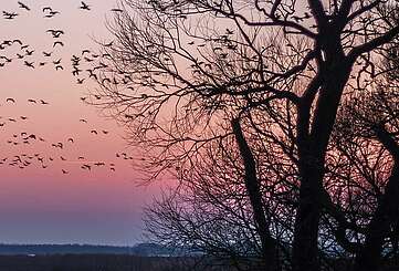 Vogelzug bei Sonnenuntergang