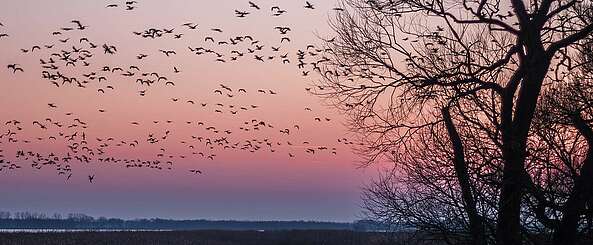 Vogelzug bei Sonnenuntergang