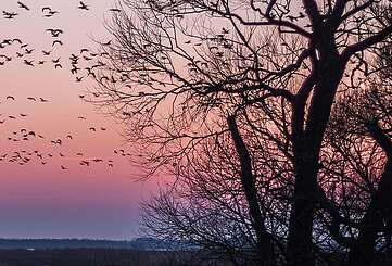 Vogelzug bei Sonnenuntergang