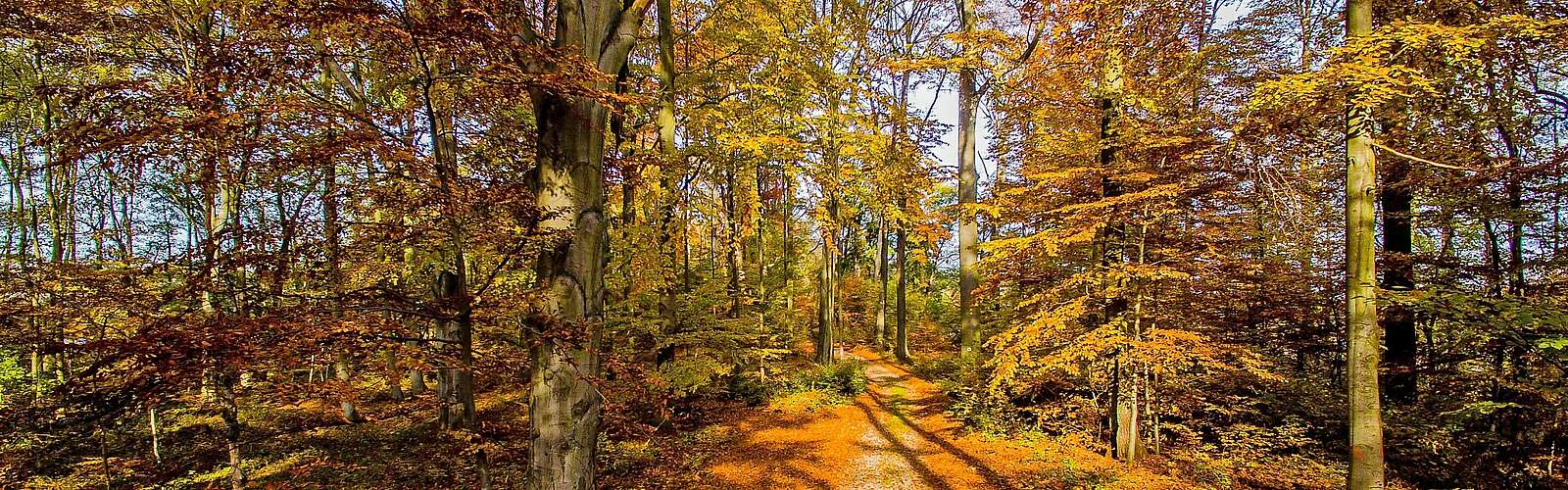 Waldweg Schofheide
