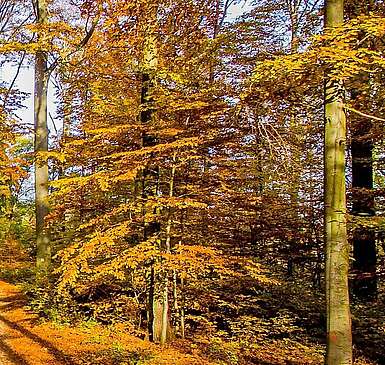 Waldweg Schofheide