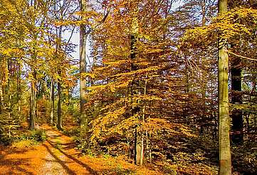 Waldweg Schofheide