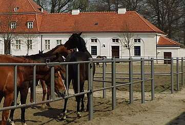 Brandenburgisches Haupt- und Landgestüt Neustadt/Dosse