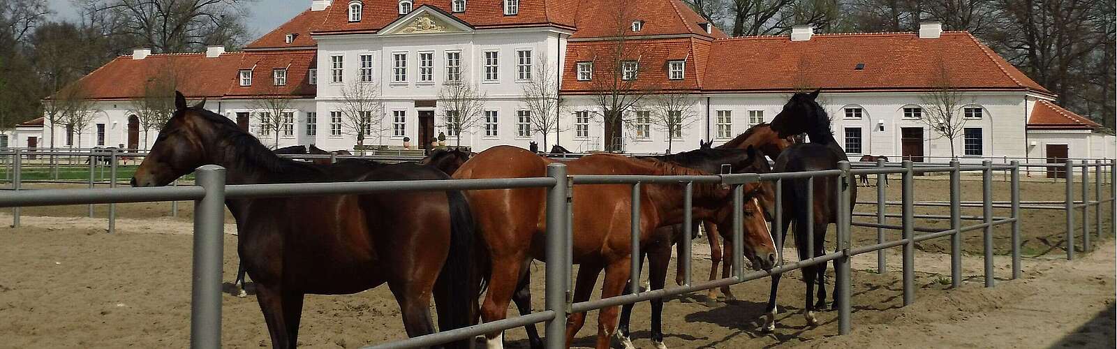 Brandenburgisches Haupt- und Landgestüt Neustadt/Dosse