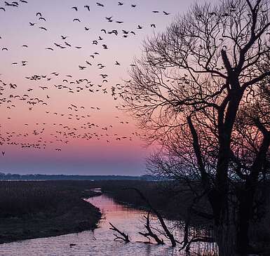 Vogelzug bei Sonnenuntergang