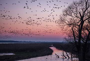 Vogelzug bei Sonnenuntergang
