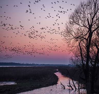 Vogelzug bei Sonnenuntergang