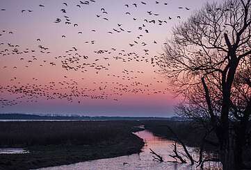 Vogelzug bei Sonnenuntergang