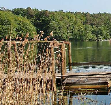 Steg am Großen Stechlinsee
