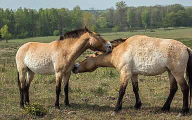 Przewalski-Pferde in Sielmanns Naturlandschaft Döberitzer Heide