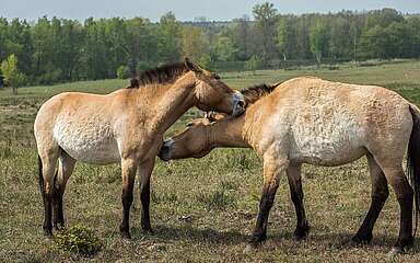 Przewalski-Pferde in Sielmanns Naturlandschaft Döberitzer Heide