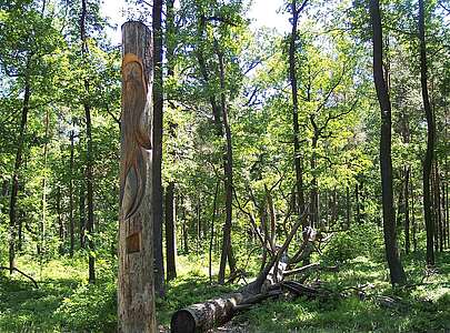 Traubeneichenwald in der Niederlausitzer Heidelandschaft