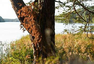 Wanderer am Roofensee
