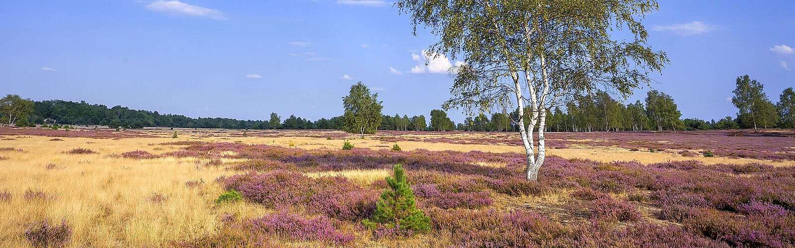 Naturpark Niederlausitzer Heidelandschaft
