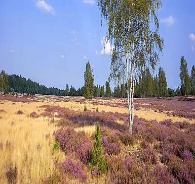 Naturpark Niederlausitzer Heidelandschaft