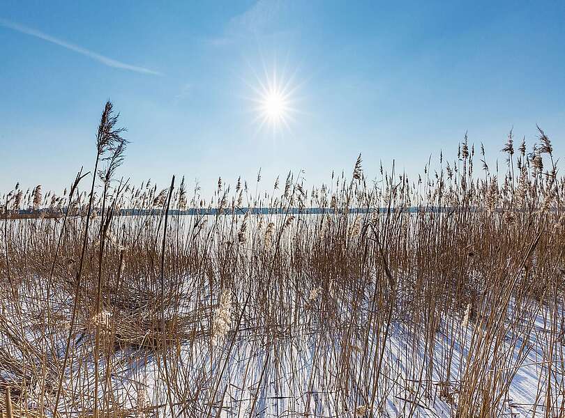 Schilfgürtel am Grimnitzsee