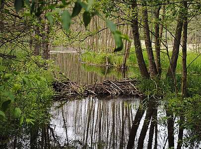 Biberdamm im Naturpark Stechlin-Ruppiner Land