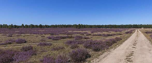 Blühende Heide