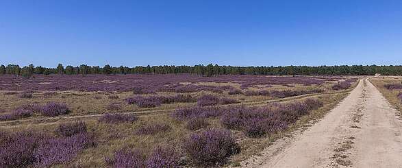 Blühende Heide