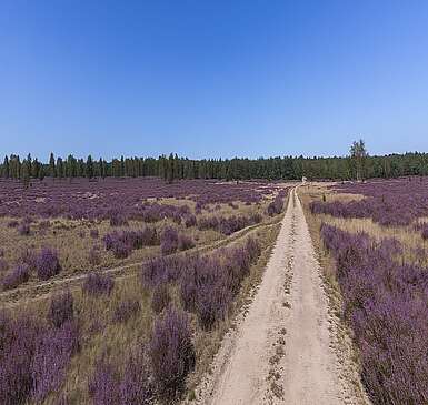 Blühende Heide