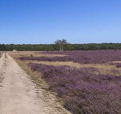 Blühende Heide